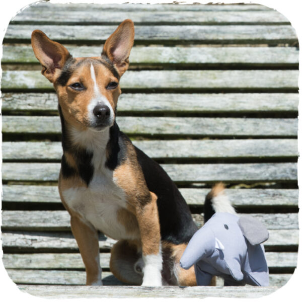 Beco Animals Various Sizes, Colours & Designs