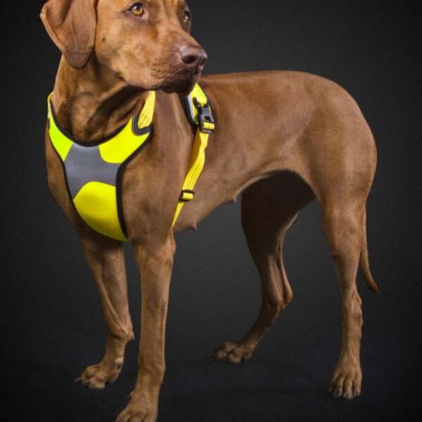 Hurtta Dazzle Harness Various sizes