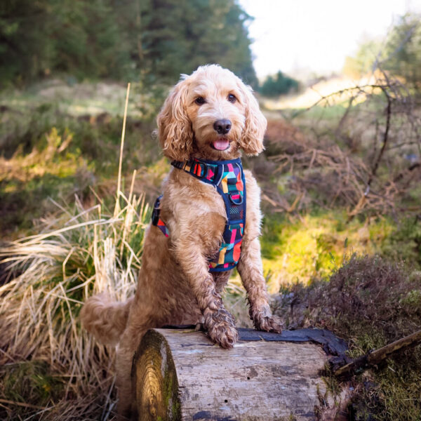 Twiggy Tags Adventure Harness